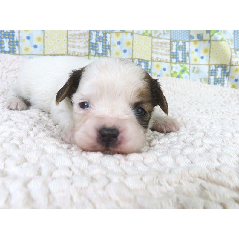 販売中の千葉県のパピヨン-434658の2枚目