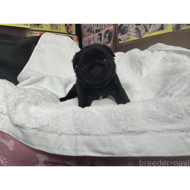 成約済の岐阜県のパグ-432151の11枚目