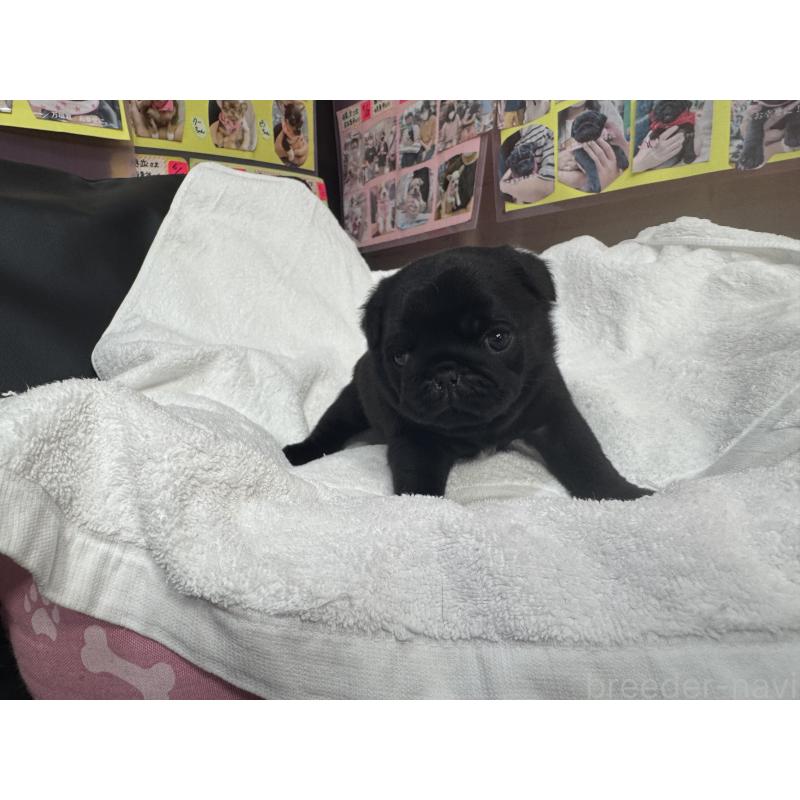 成約済の岐阜県のパグ-432151の10枚目