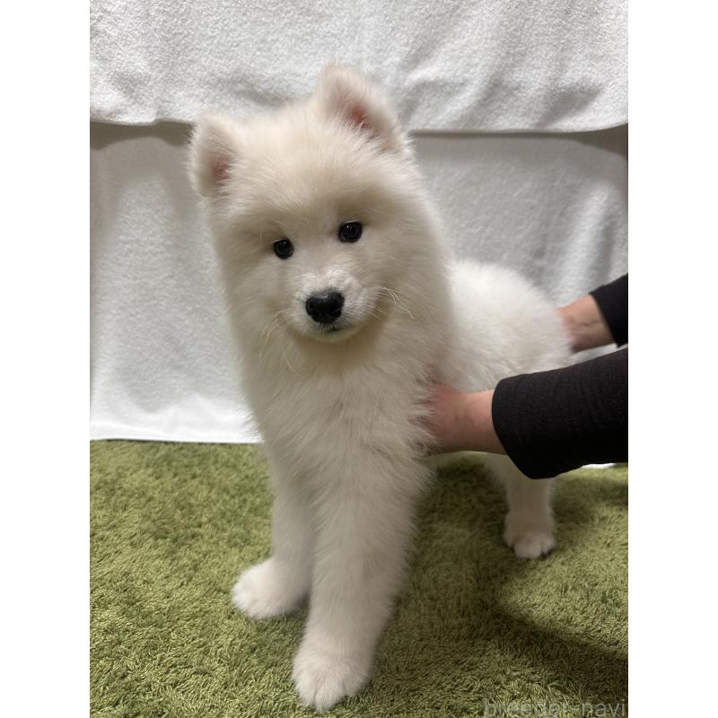 販売中の茨城県のサモエド-434660の4枚目