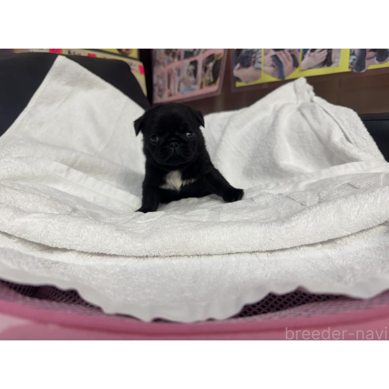 成約済の岐阜県のパグ-432152の14枚目