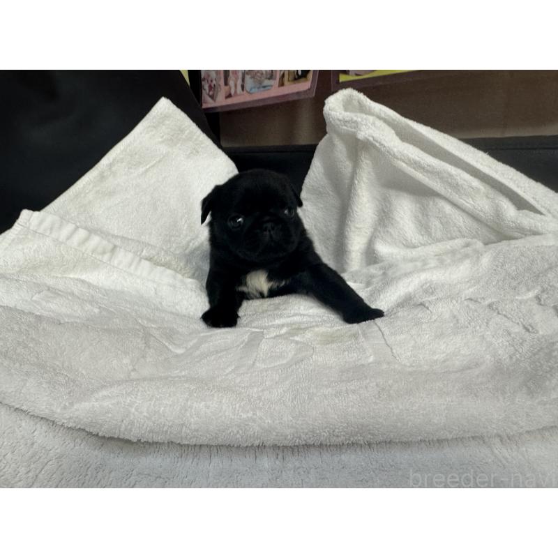 成約済の岐阜県のパグ-432152の13枚目