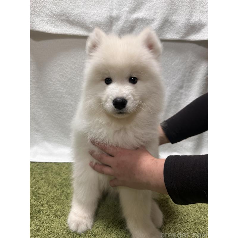 販売中の茨城県のサモエド-434660の3枚目