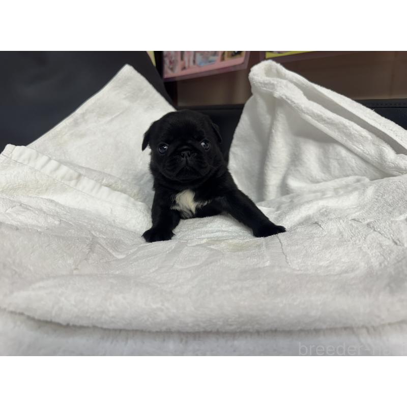 成約済の岐阜県のパグ-432152の12枚目