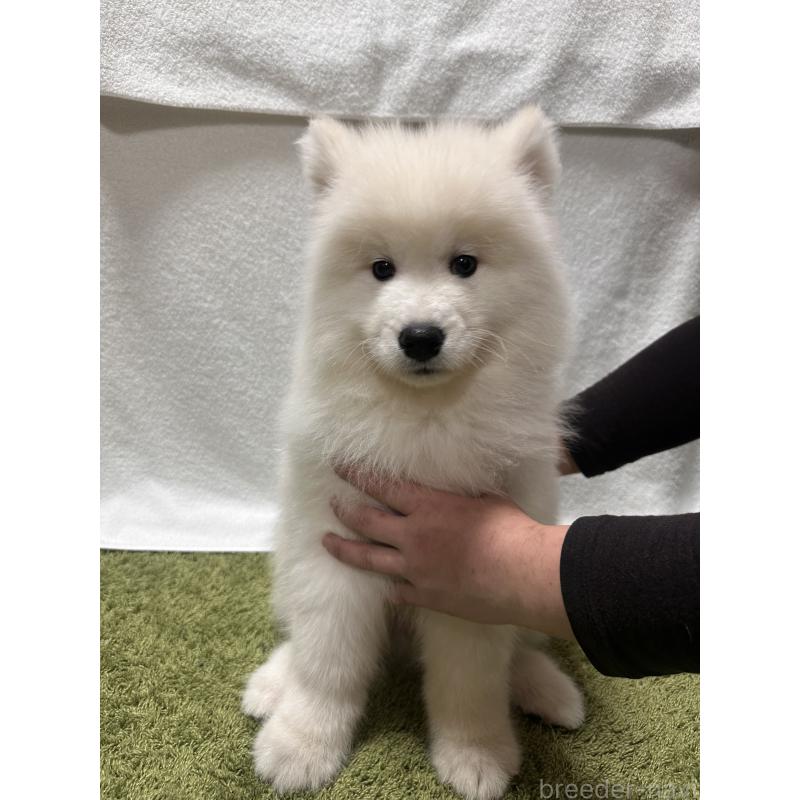 販売中の茨城県のサモエド-434660の2枚目