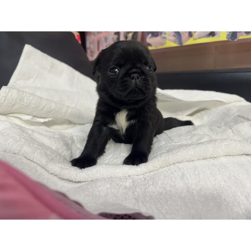 成約済の岐阜県のパグ-432152の11枚目