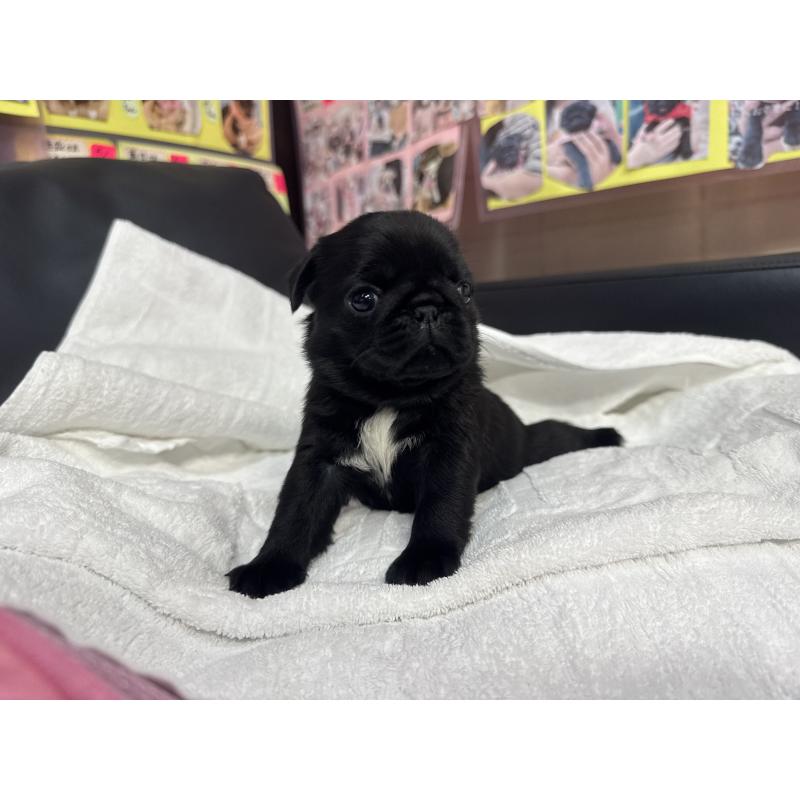 成約済の岐阜県のパグ-432152の10枚目