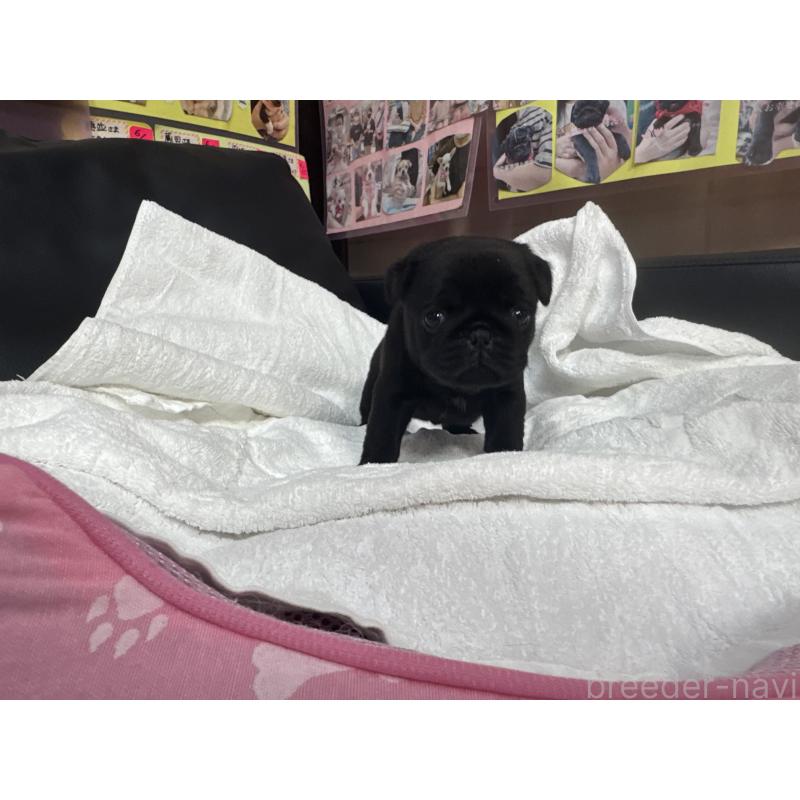 成約済の岐阜県のパグ-432154の12枚目