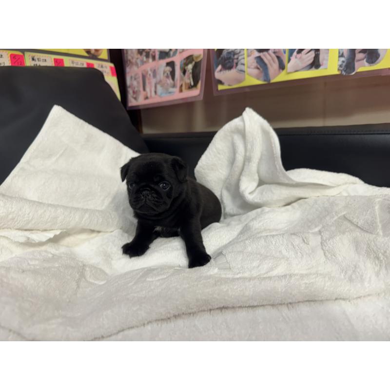 成約済の岐阜県のパグ-432154の11枚目