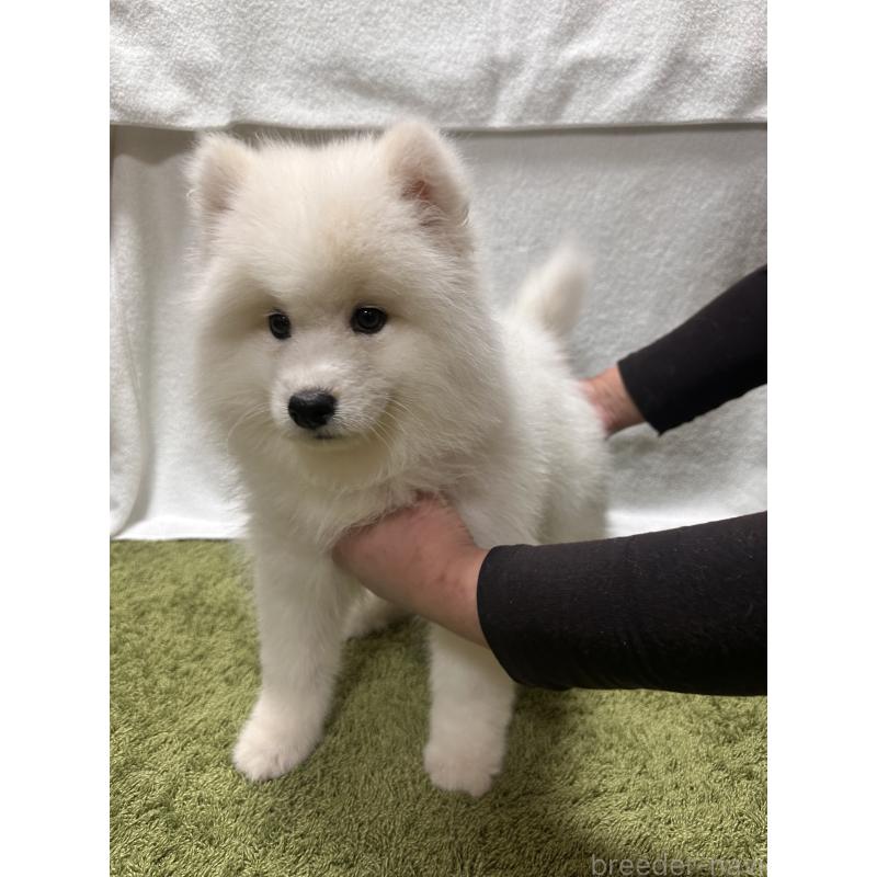 販売中の茨城県のサモエド-434663の4枚目