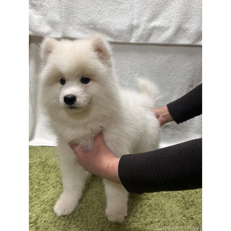 販売中の茨城県のサモエド-434663の3枚目
