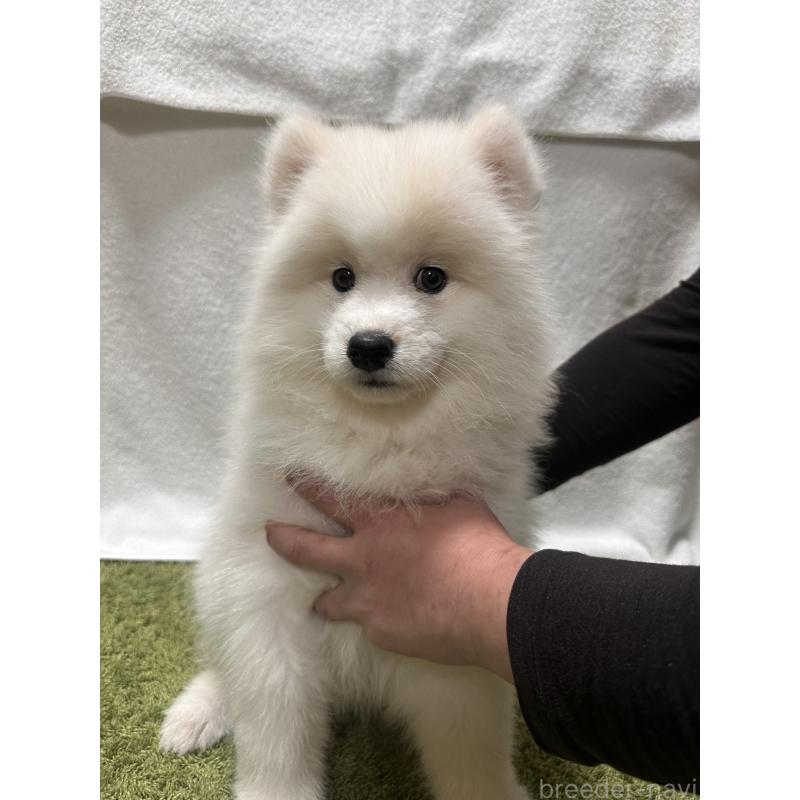 販売中の茨城県のサモエド-434663の2枚目