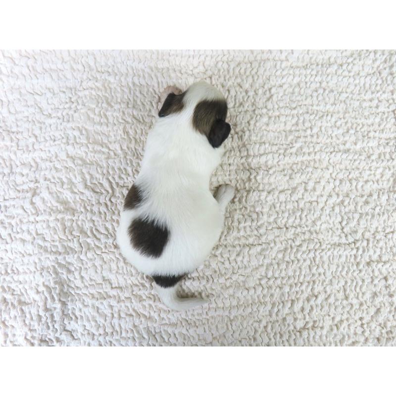 販売中の千葉県のパピヨン-434662の5枚目