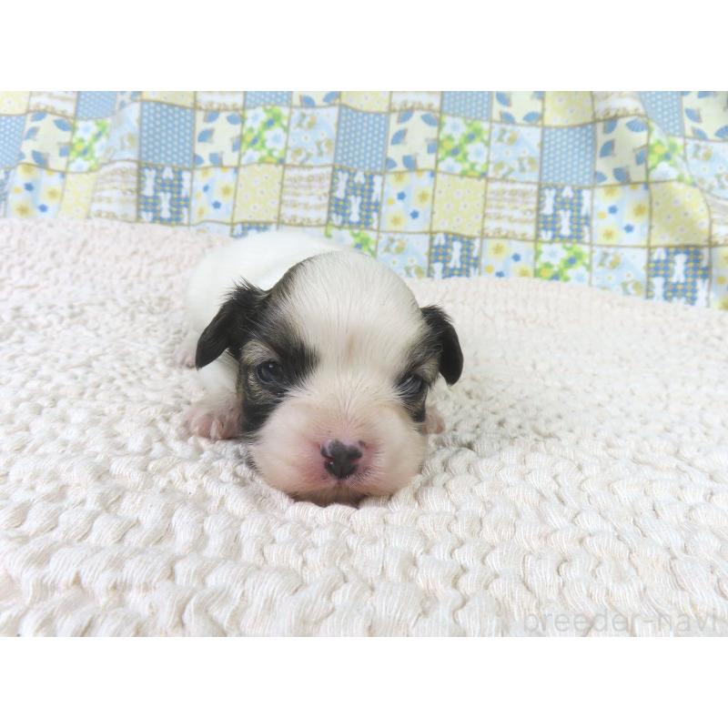 販売中の千葉県のパピヨン-434662の4枚目