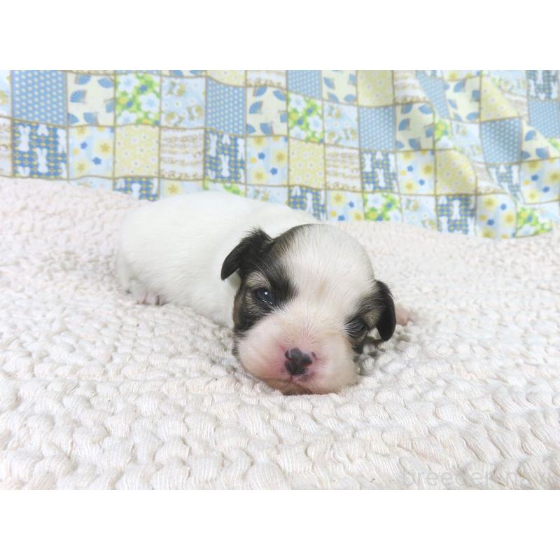 販売中の千葉県のパピヨン-434662の3枚目