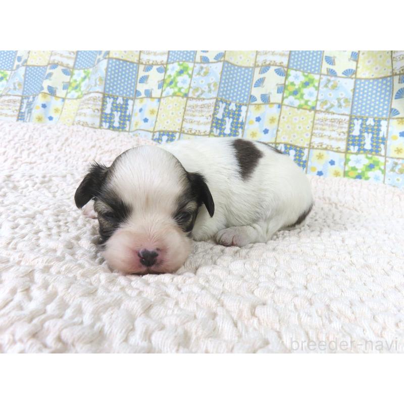 販売中の千葉県のパピヨン-434662の2枚目