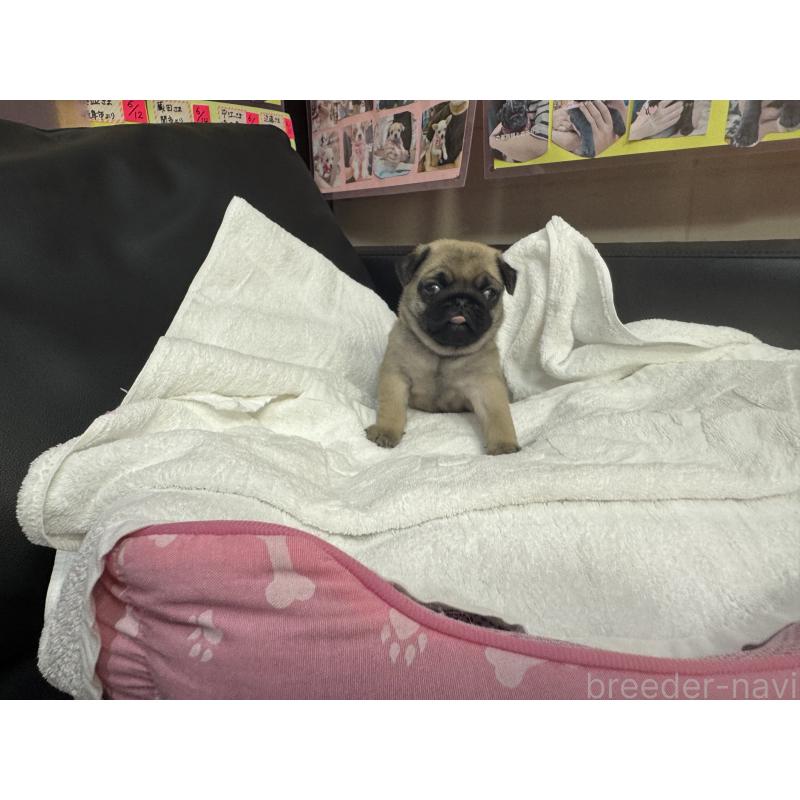 商談中の岐阜県のパグ-432156の16枚目