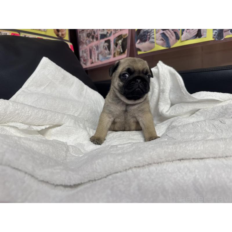 商談中の岐阜県のパグ-432156の15枚目