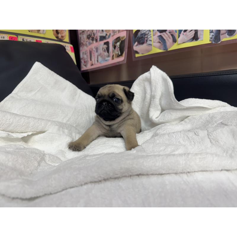 商談中の岐阜県のパグ-432156の14枚目