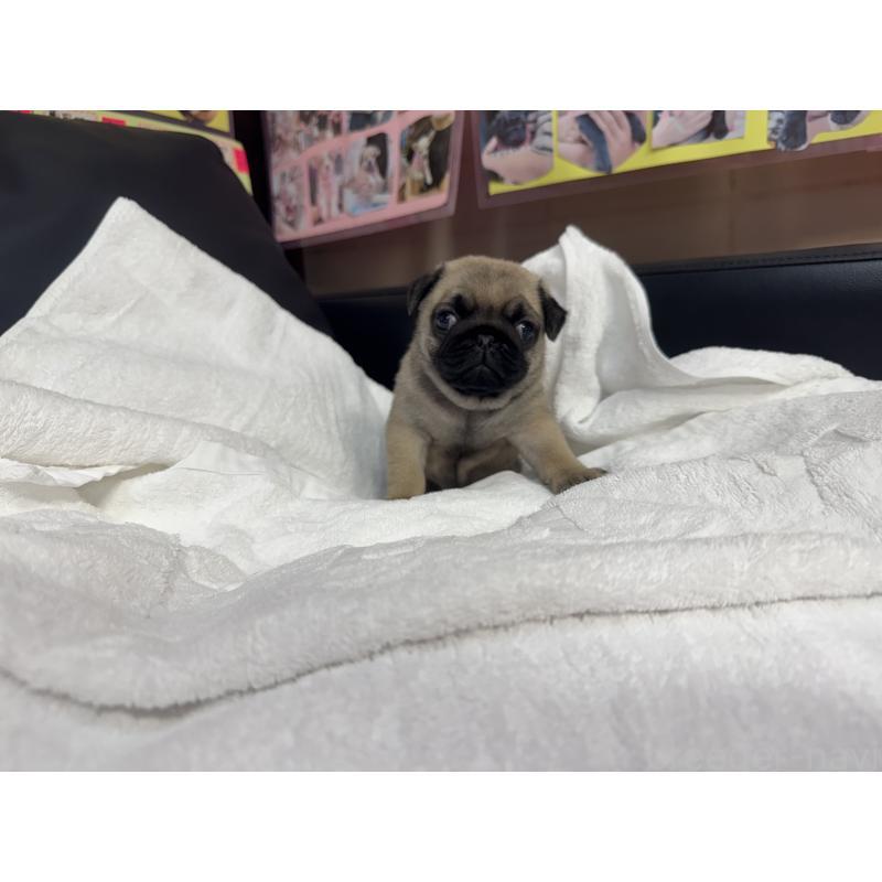 商談中の岐阜県のパグ-432156の13枚目