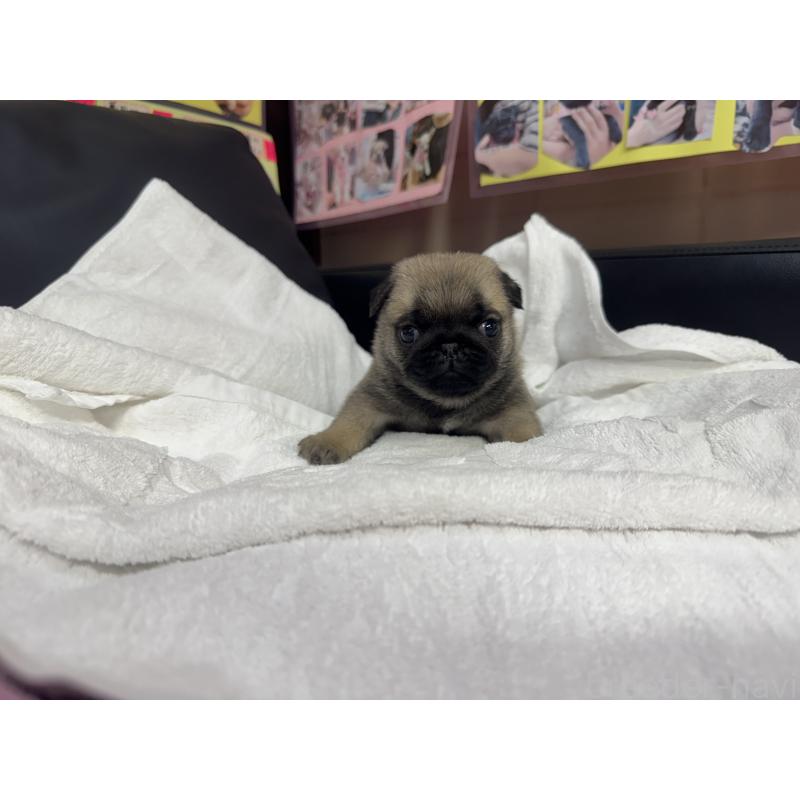 成約済の岐阜県のパグ-432157の13枚目