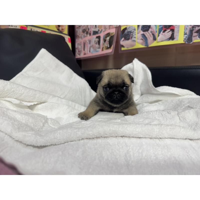 成約済の岐阜県のパグ-432157の12枚目