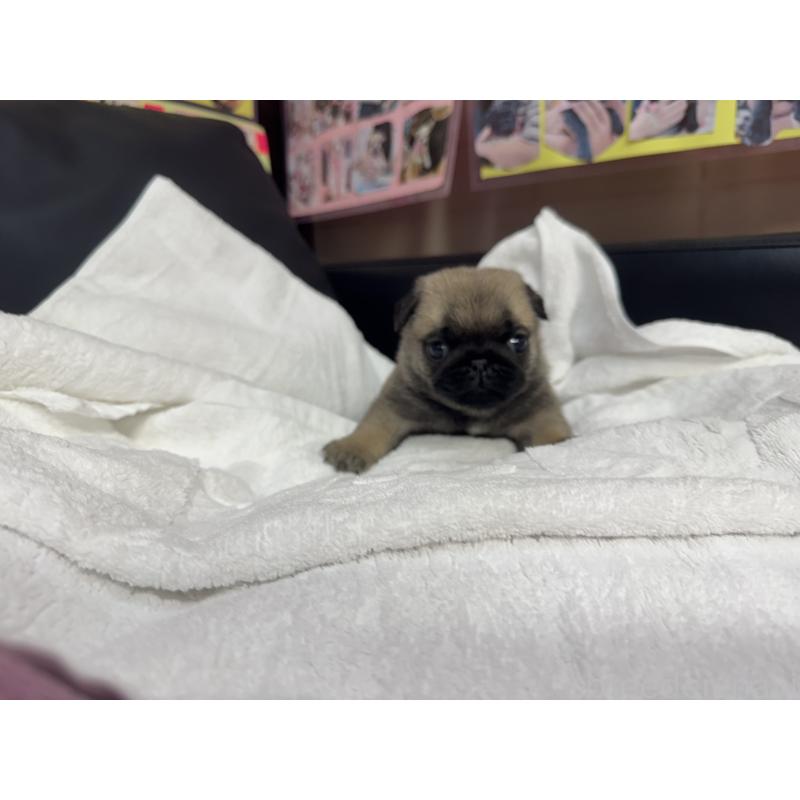 成約済の岐阜県のパグ-432157の11枚目