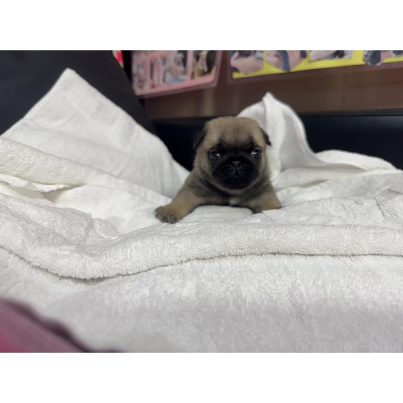 成約済の岐阜県のパグ-432157の10枚目