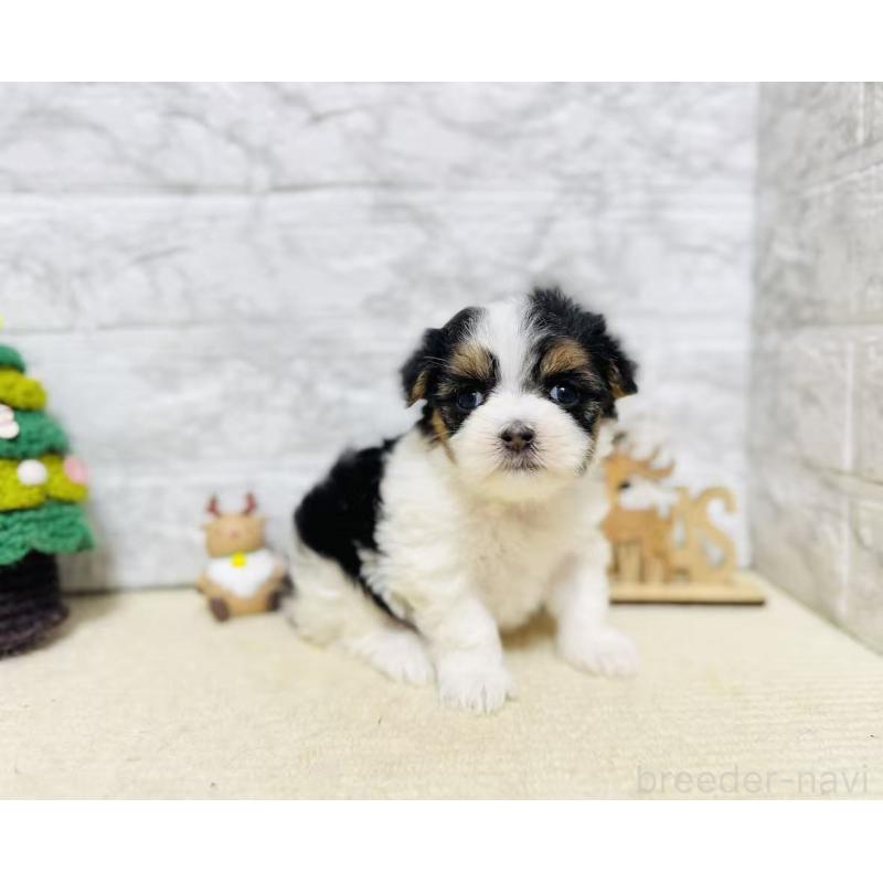 販売中の岐阜県のマルシーズー:マルチーズ×シーズー-434685の8枚目