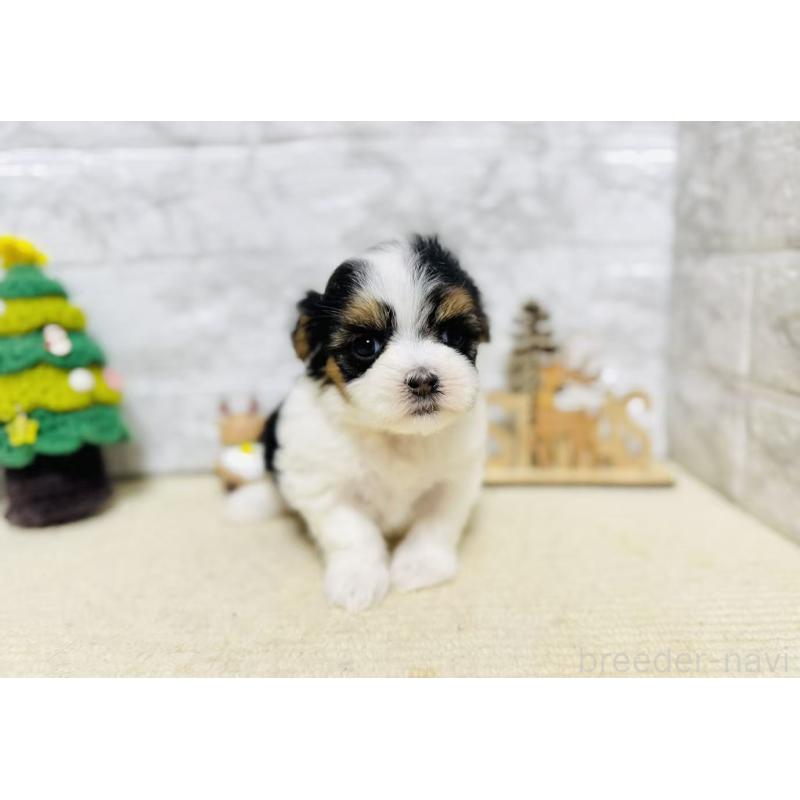 販売中の岐阜県のマルシーズー:マルチーズ×シーズー-434685の3枚目