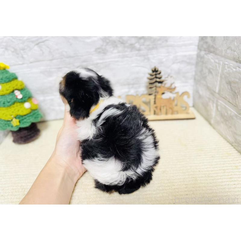 販売中の岐阜県のマルシーズー:マルチーズ×シーズー-434685の2枚目