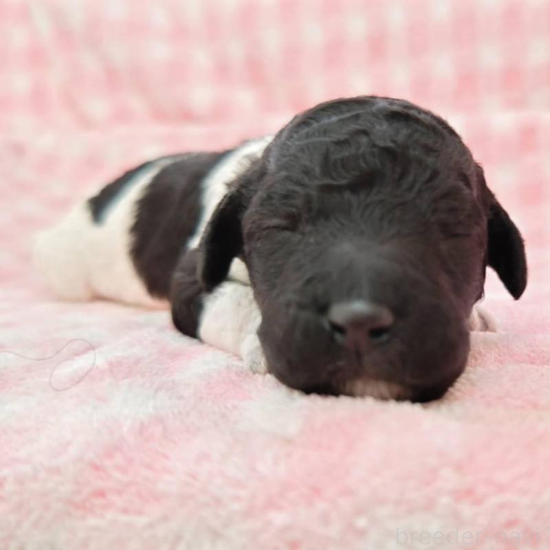 販売中の静岡県のスタンダードプードル-434684の1枚目