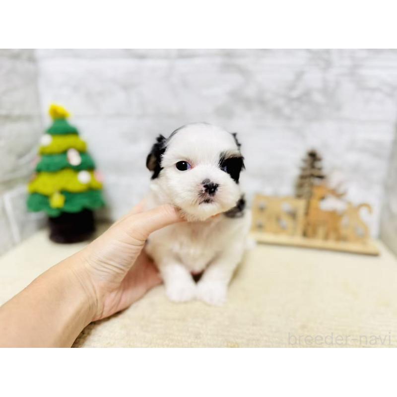 販売中の岐阜県のマルシーズー:マルチーズ×シーズー-434689の7枚目