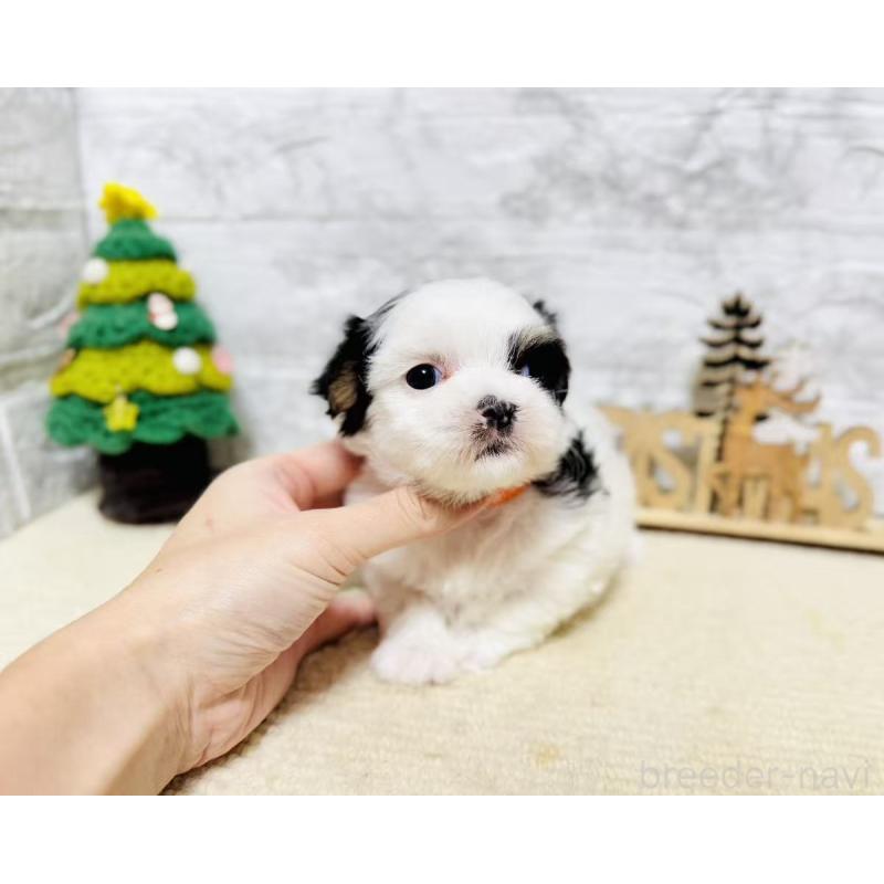 販売中の岐阜県のマルシーズー:マルチーズ×シーズー-434689の6枚目