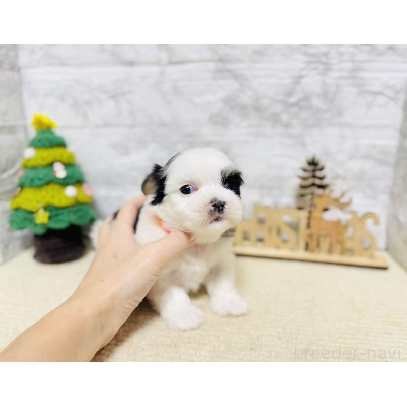 販売中の岐阜県のマルシーズー:マルチーズ×シーズー-434689の5枚目