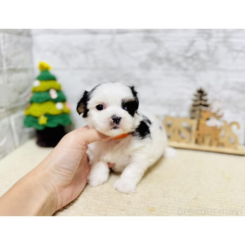 販売中の岐阜県のマルシーズー:マルチーズ×シーズー-434689の4枚目