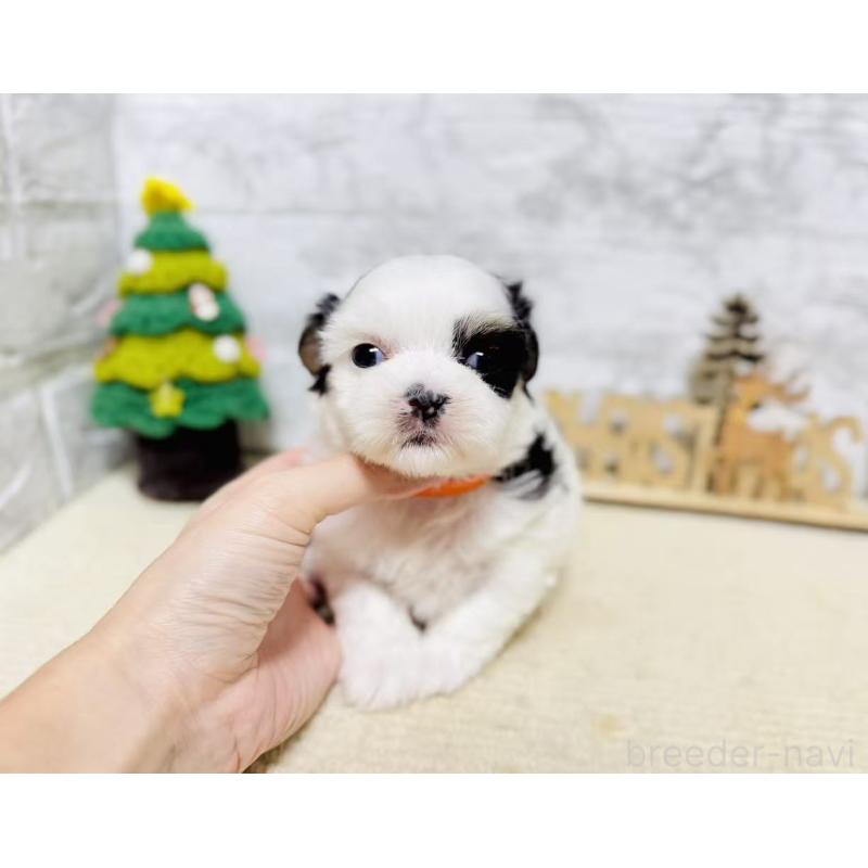 販売中の岐阜県のマルシーズー:マルチーズ×シーズー-434689の3枚目