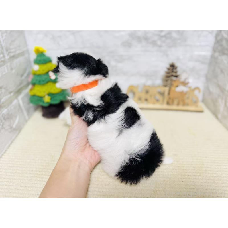 販売中の岐阜県のマルシーズー:マルチーズ×シーズー-434689の2枚目