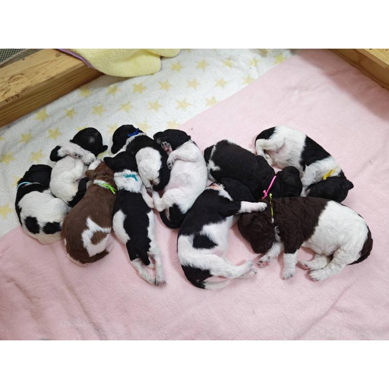 販売中の静岡県のスタンダードプードル-434691の4枚目