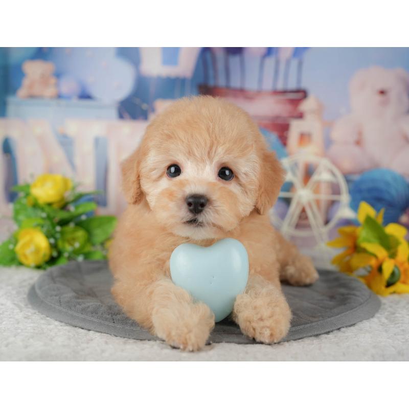 販売中の千葉県のトイプードル-434692