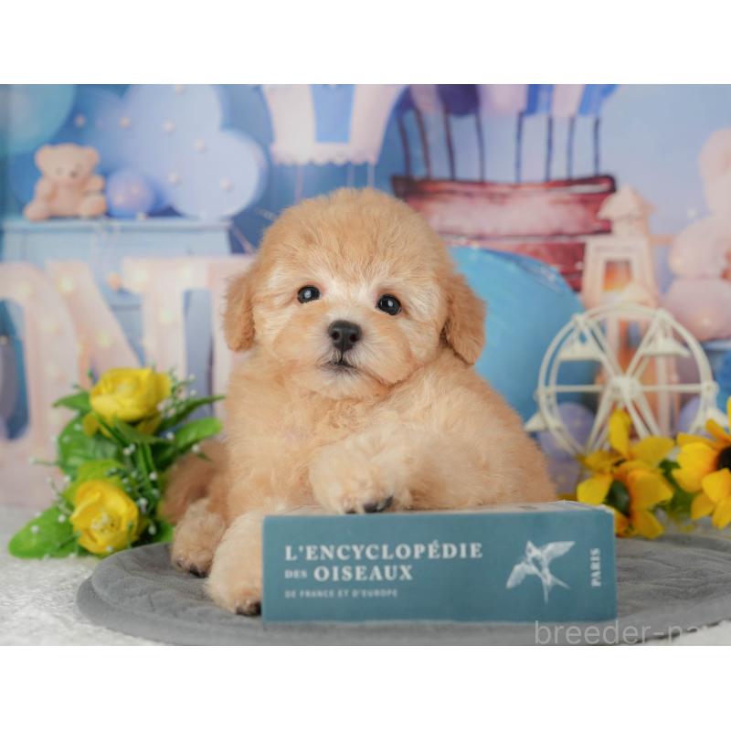 販売中の千葉県のトイプードル-434692の10枚目