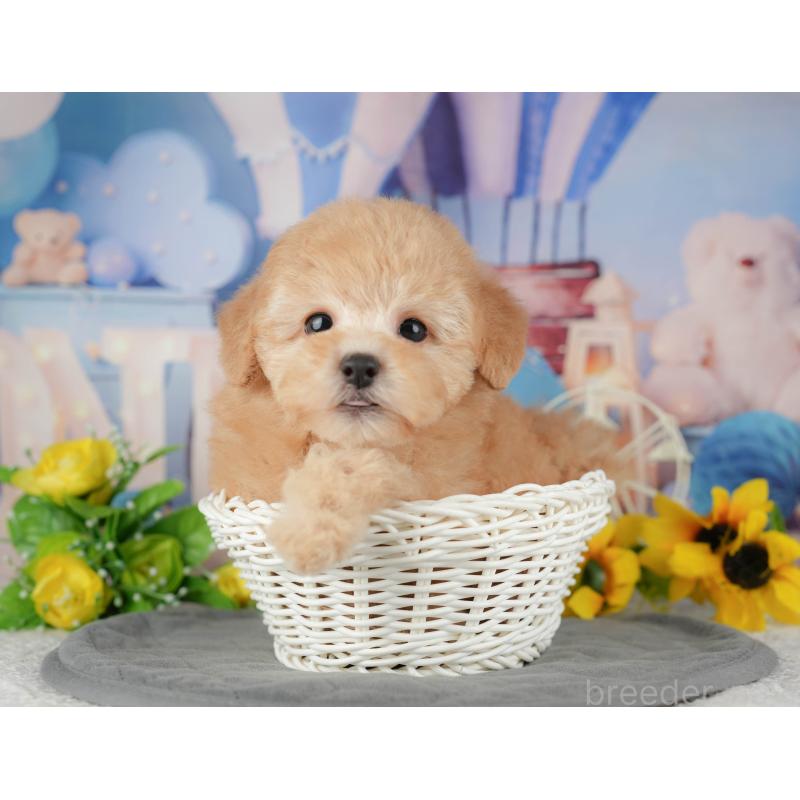 販売中の千葉県のトイプードル-434692の9枚目