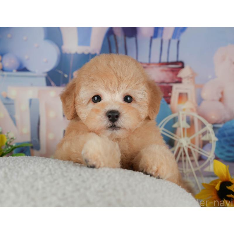 販売中の千葉県のトイプードル-434692の8枚目