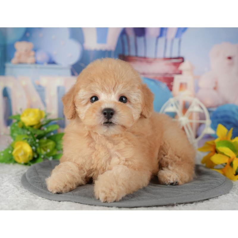 販売中の千葉県のトイプードル-434692の6枚目