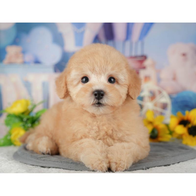 販売中の千葉県のトイプードル-434692の3枚目