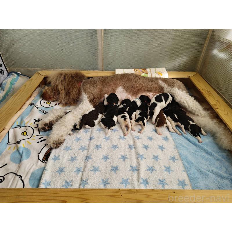 販売中の静岡県のスタンダードプードル-434691の2枚目