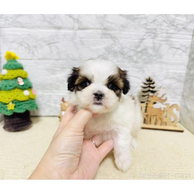 販売中の岐阜県のマルシーズー:マルチーズ×シーズー-434693の9枚目