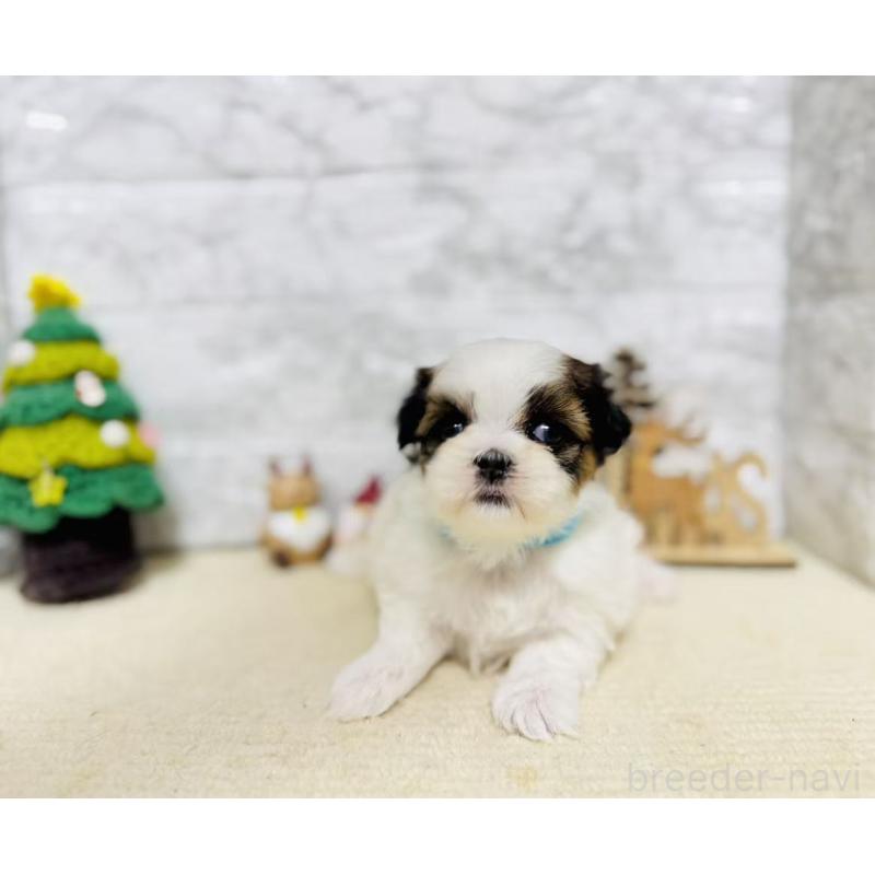 販売中の岐阜県のマルシーズー:マルチーズ×シーズー-434693の8枚目