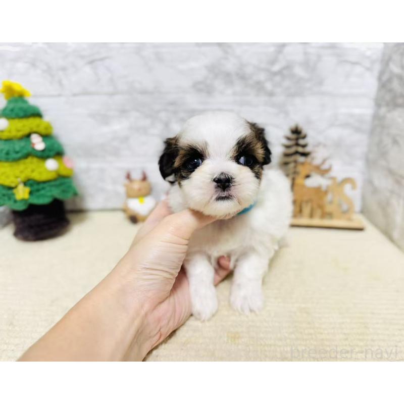 販売中の岐阜県のマルシーズー:マルチーズ×シーズー-434693の7枚目