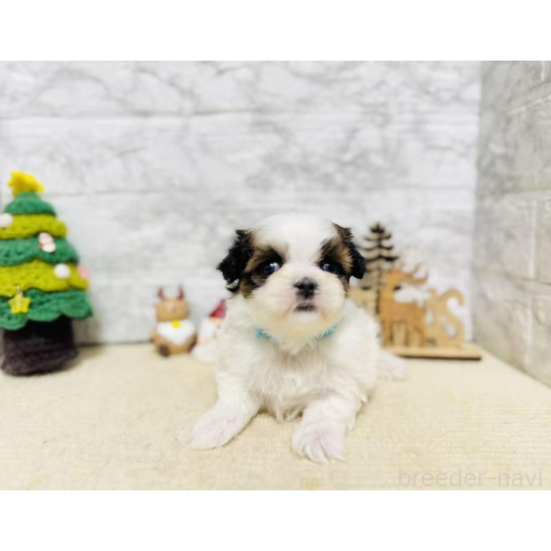 販売中の岐阜県のマルシーズー:マルチーズ×シーズー-434693の6枚目